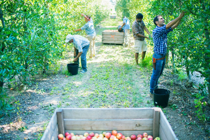 A team of crop workers harvesting apples