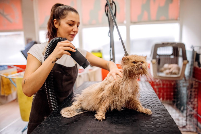 A woman wearing an apron is blow drying a wet and unhappy looking cat in a grooming salon 